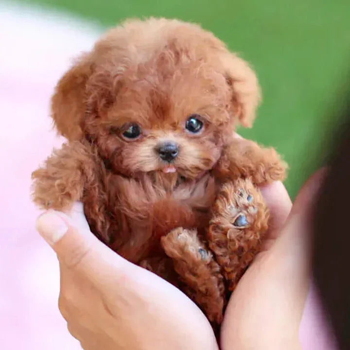 Smart Buddy – Interactive Puppy Robot